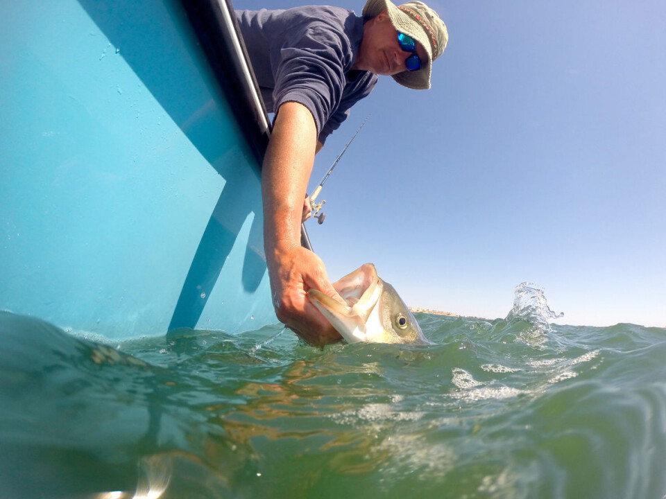 Med Active Imaging finner du fisken lettere